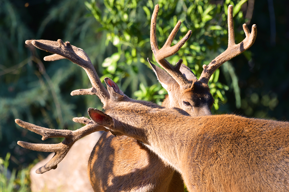 Bucks Grooming . California Coastal Bucks Grooming