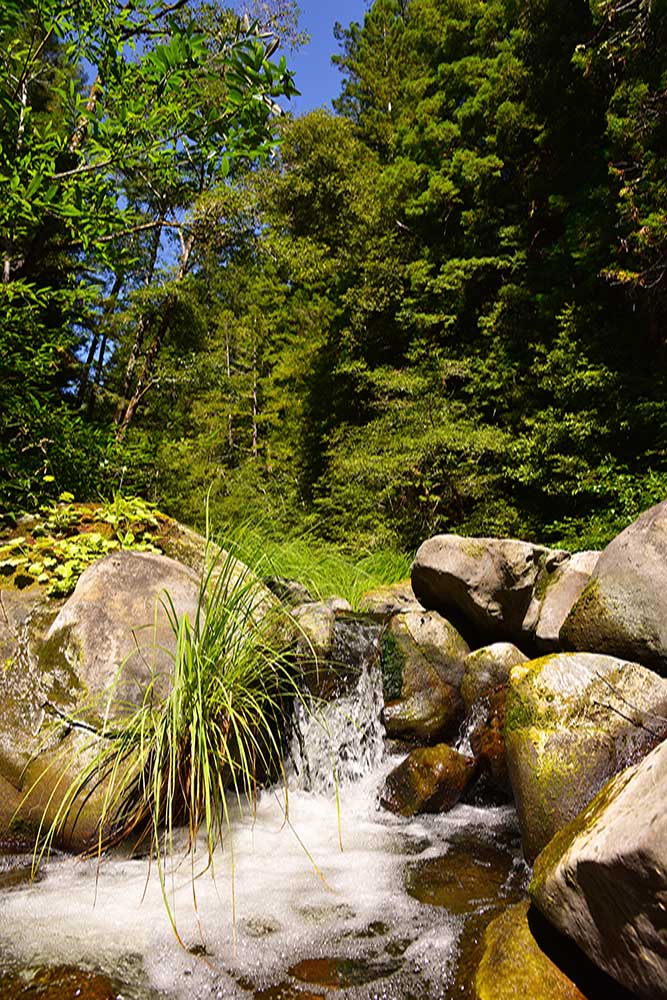 Creek . California Creek